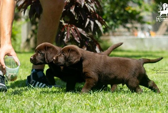 Čokoladni Labrador Retriver štenci