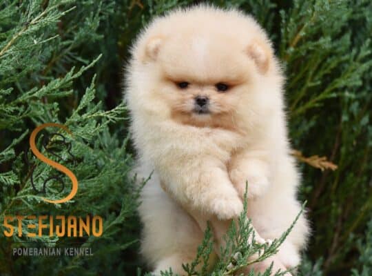 Pomeranac Boo medvedići, Pomeranski Špic štenci