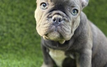 Francuski Buldog prelepi štenci