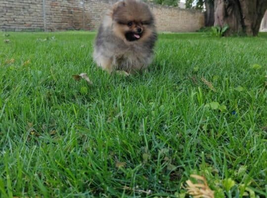 Pomeranac prelepi štenci