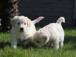 Slatki štenci zlatnog retrivera