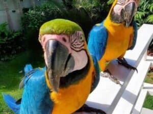 Prekrasne plavo-zlatne ara dostupne