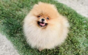 Pomeranac musko stene