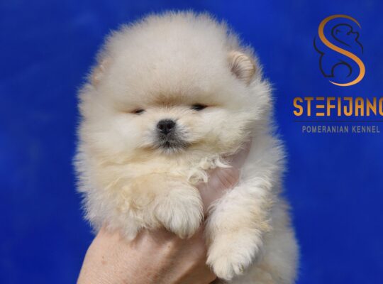 Pomeranac BOO medvedići, Pomeranski Špic štenci