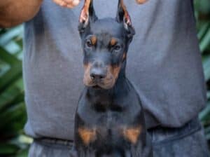 Doberman štenci