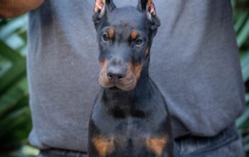 Doberman štenci
