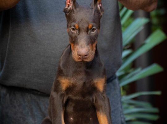 Doberman štenci
