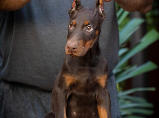 Doberman štenci