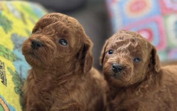 Toy Pudle na prodaju