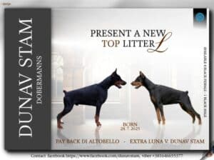 Doberman prelepi stenci