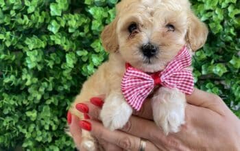Maltipoo štenci