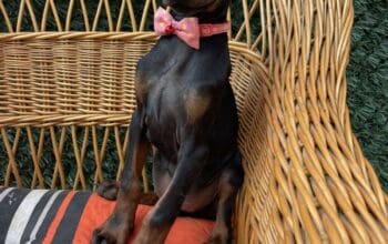 Doberman štenci