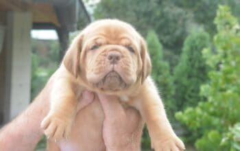 Bordoska Doga (Dogue de Bordeaux) prelepi stenci