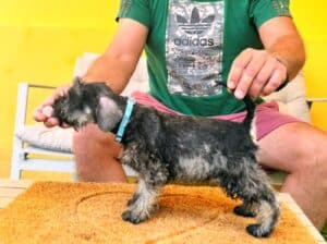 Patuljasti šnaucer prelepi štenci