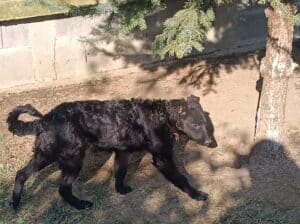 Vojvodjanski pulin 3 meseca ženka