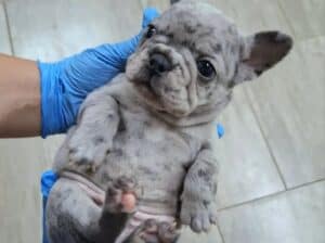 Francuski buldog exotic