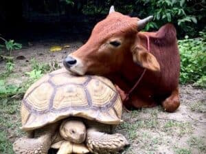 Dve African spurred kornjace (Geochelone Sulcata)