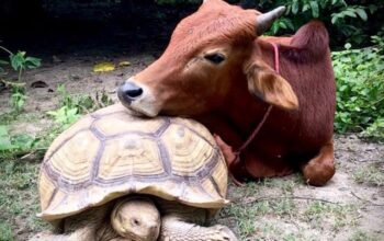 Dve African spurred kornjace (Geochelone Sulcata)