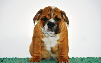 Engleski Buldog