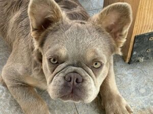 Francuski Buldog zenka 
