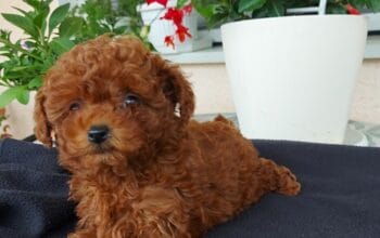 Toy teacup crvena pudla