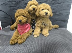 Mini Pudla prelepi stenci