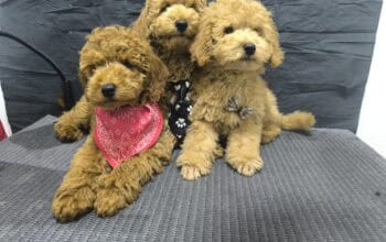 Mini Pudla prelepi stenci