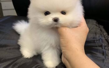 Pomeranac prelepi štenci