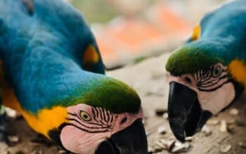 Plavo-zlatni ara papige za udomljavanje
