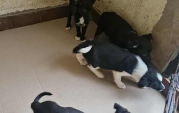 Povoljno prodajem štence Border kolija