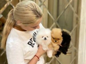 Visokokvalitetni štenci pomeranskog špica