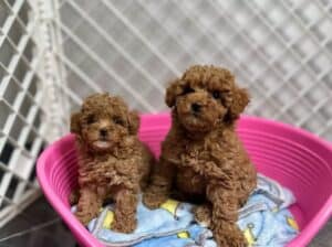Zdravi štenci crvene toy pudle