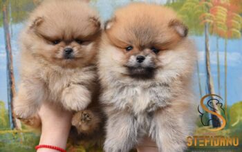 Pomeranac BOO medvedići, Pomeranski Špic štenci