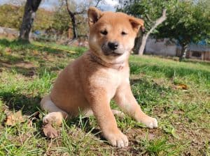 Šiba (Shiba) inu štenci