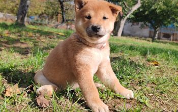 Šiba (Shiba) inu štenci