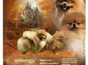 Prelepi pomeranac