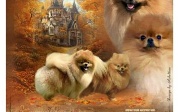 Prelepi pomeranac