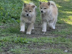 Japanska Akita, štenci