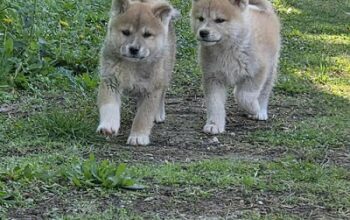 Japanska Akita, štenci