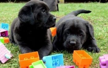 Labrador štenci, žute i crne boje