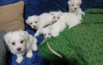 Maltezer