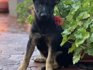 Radni nemački ovčari 