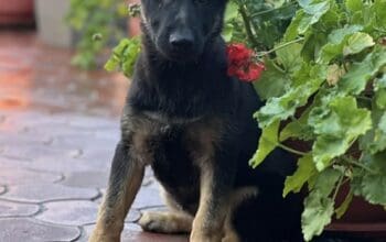 Radni nemački ovčari 