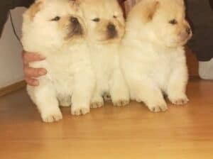 Cau cau Chow chow stenad