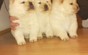 Chow Chow cau cau stenci