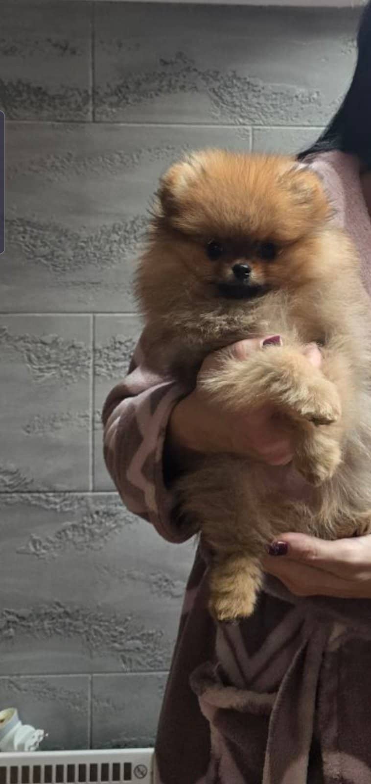 Prelepi pomeranac - MyPets
