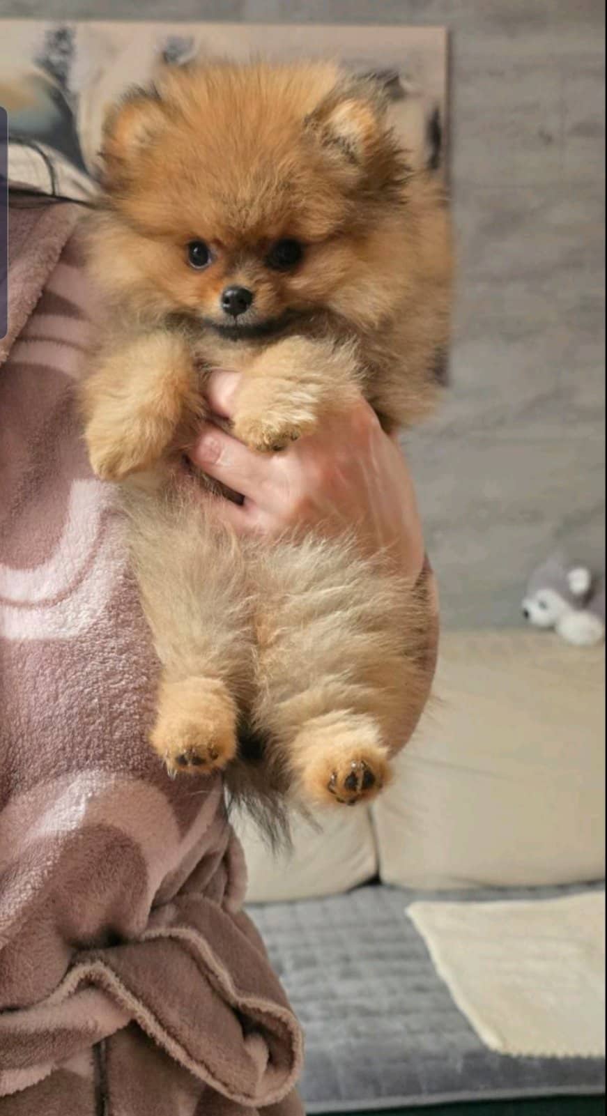 Prelepi pomeranac - MyPets