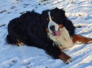 Bernski pastirski pas – mužjak za parenje