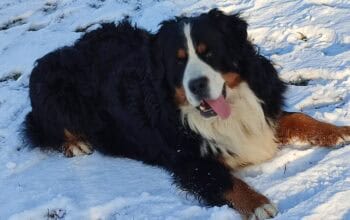 Bernski pastirski pas – mužjak za parenje