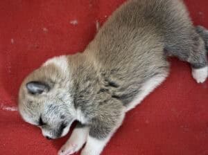 Na prodaju 4 šteneta Akita Inu